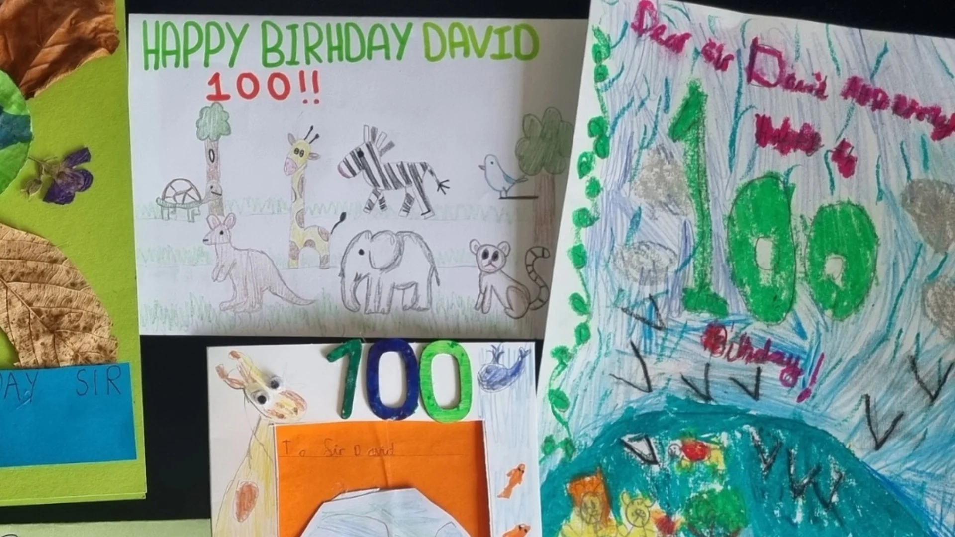 An arrangement of hand-made birthday cards for Sir David Attenborough's 100th birthday.