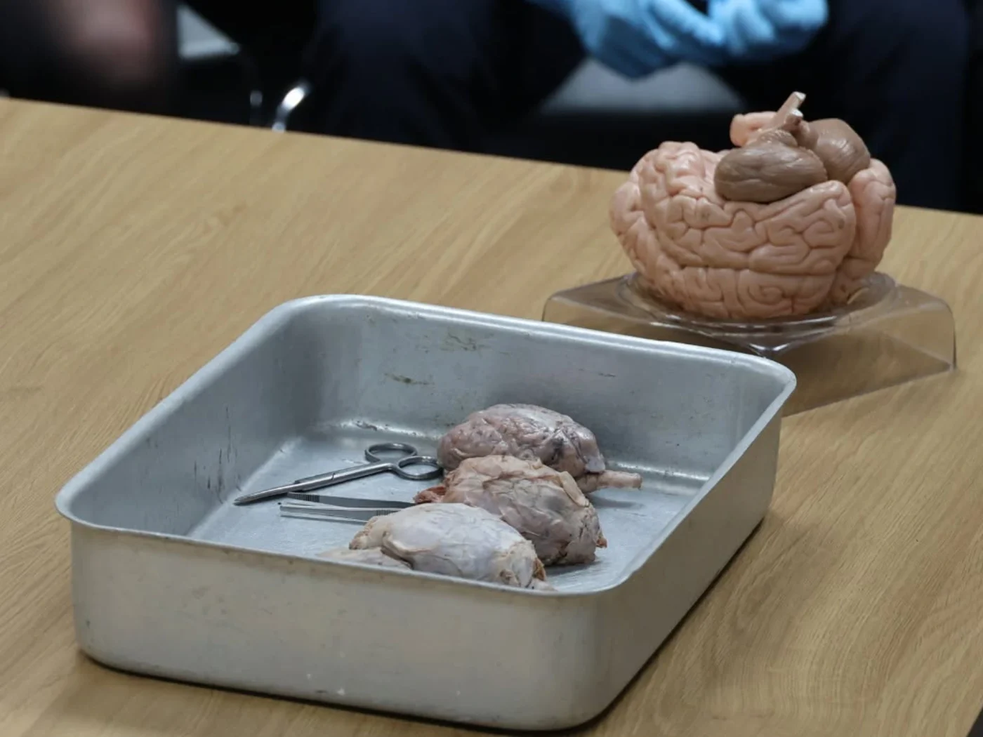 Three sheep brains in metal container during class demonstration.