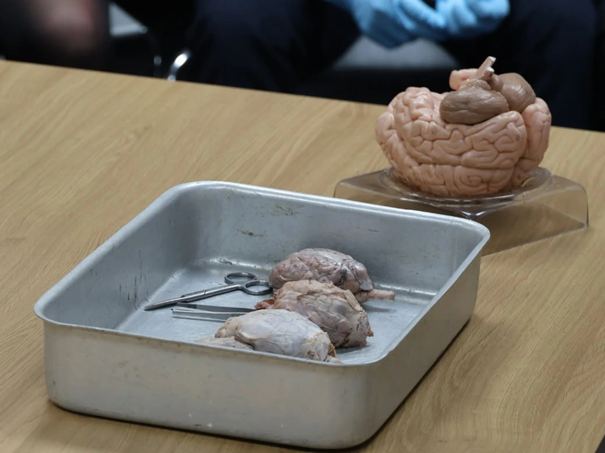Three sheep brains in metal container during class demonstration.