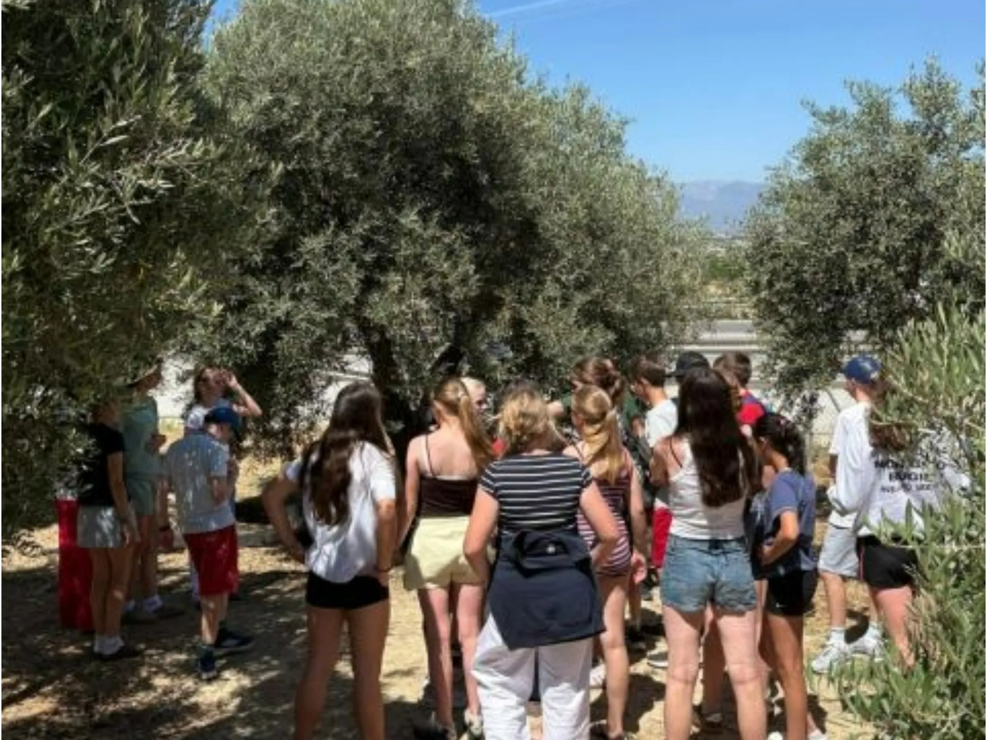 Barney students amongst olvies trees on their Malaga olive farm tour.