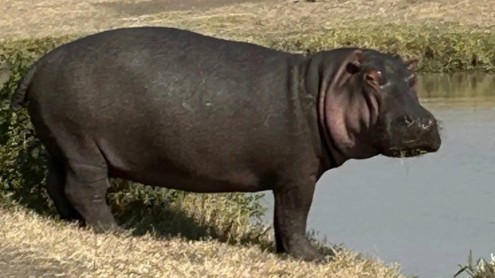 A hippopotamus standing on the edge of a lake.