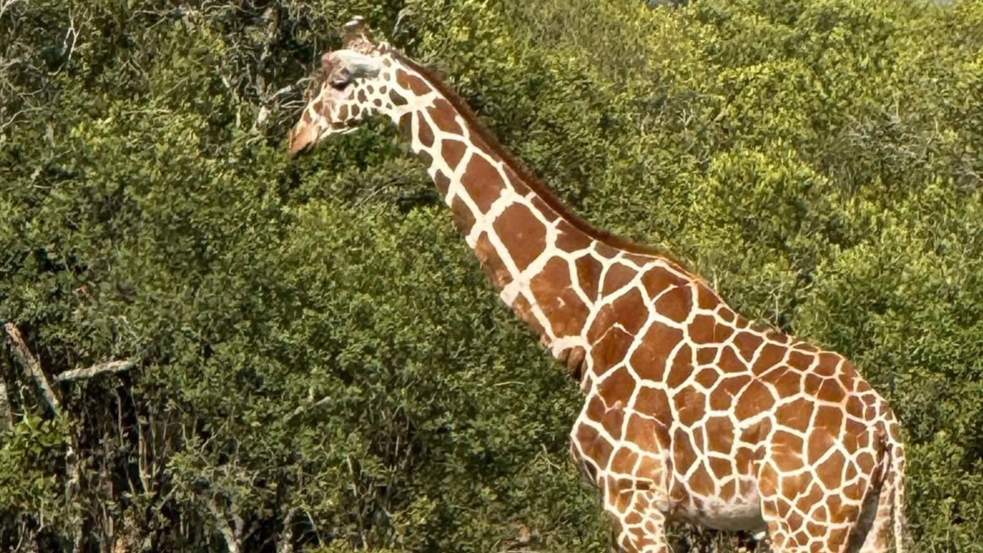 A giraffe in front of green trees.