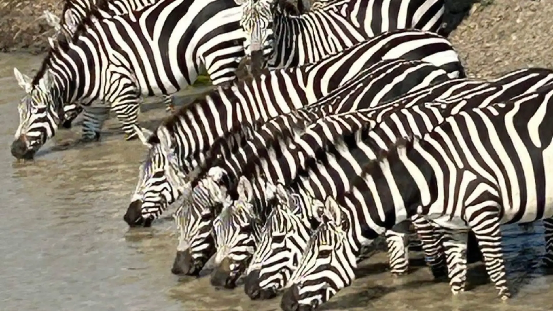 A herd of zebra drinking from a lake or river.