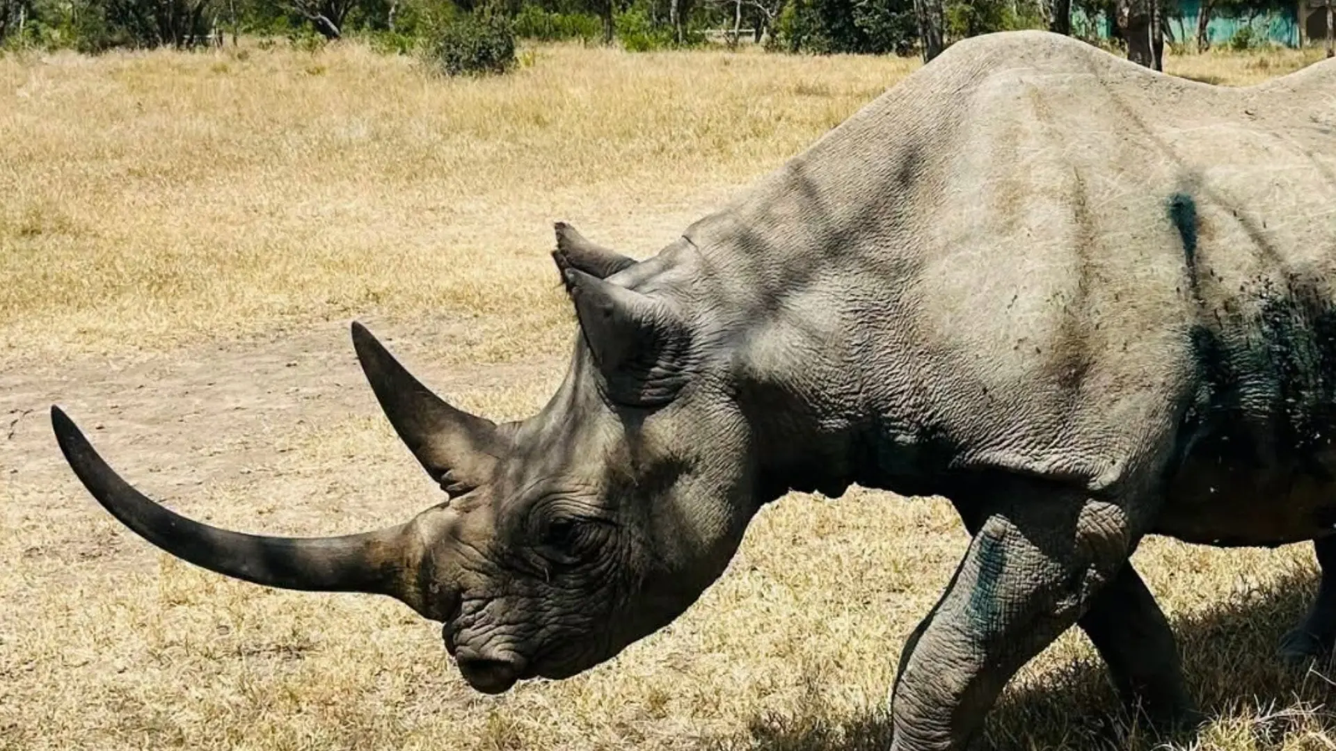 A rhinoceros in a grassy plane.